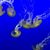 Janet Hsing Chu's profile image