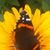 Dianne Koontz's profile image