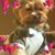 Anna Canella Campolieto's profile image
