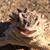 Leslea Johnson's profile image