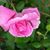 Sharon Jobes's profile image