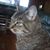 Clovis Otteson's profile image