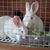Jeannie Colbert Estep's profile image