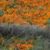Cindy Atkins Hamman's profile image