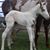 Susan Varley Nybo's profile image