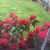 Ahmed Al Mohsan's profile image