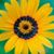 Kelly Marin's profile image