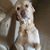 David Laufer's profile image