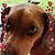 Gail Cook's profile image