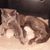 Carla Bolser's profile image