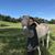 Megan Estenson's profile image