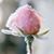 Brenda Wachholz Overpeck's profile image