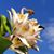 Diane DePasquale Lyons's profile image