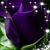Tonya Lee D'Agostino's profile image