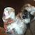 Desiree Breaux's profile image