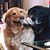 Kathy Behain Casdorph's profile image