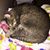 Sdsfairytailpets S.'s profile image