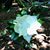 Sarah Jordan Rose's profile image