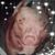 Denise Pluchino's profile image