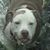 Cratis Limings's profile image
