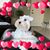 Mary L Lake's profile image