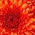 Norah Mohammd's profile image