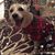 Nikki Wals's profile image