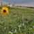 Crystal Jo Bruns's profile image