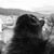 Ani Guti Vasqua's profile image