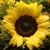 Jay Gosen's profile image