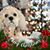 Carol McDonaugh's profile image