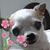 Gina Harris Rampy's profile image