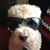 Daniel Goen's profile image
