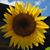 Rhonda Dees Cillian's profile image
