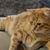 Laura Caughey Longo's profile image