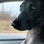 Dyana Scholz's profile image