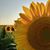 Shelley Wolcott Patton's profile image