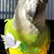 Karen Iafrati's profile image