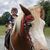Leah Nechama Moscovitch's profile image