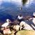 Carole Barr Rubenstein's profile image