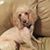 Shelley Simmons's profile image