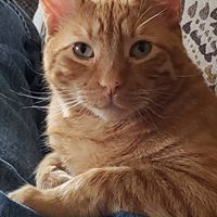 George Grove's profile image