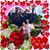 Annie Foster's profile image