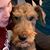 Christopher Caffarel's profile image
