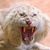 Vernimal Burgess's profile image