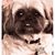 Bridget Gillespie's profile image