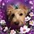 Sharon Johnson's profile image