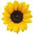 Dorothy Thorpe-Turner's profile image