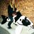 Debbie Jamieson's profile image