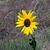 Lorraine Mathews's profile image